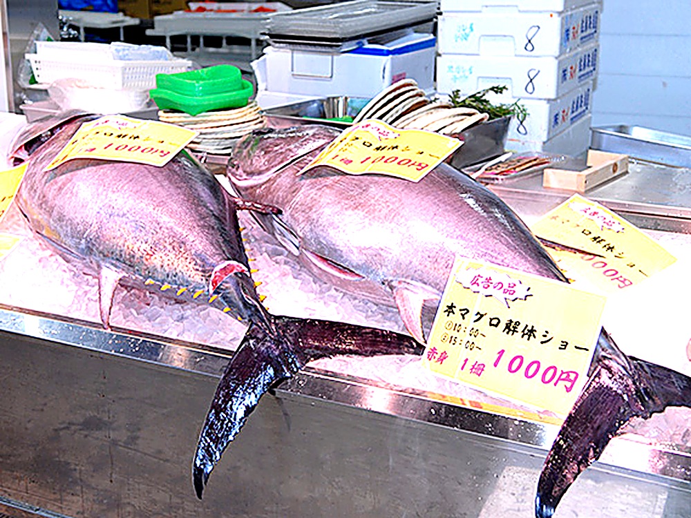 生鮮漁港川越 Fresh Fish KOGAの本マグロ解体ショー 氷の上に並ぶ巨大な本マグロ